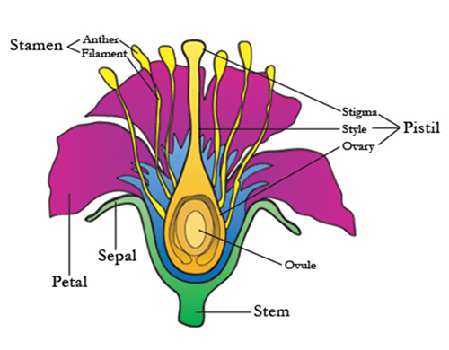 Flower Anatomy Illustration